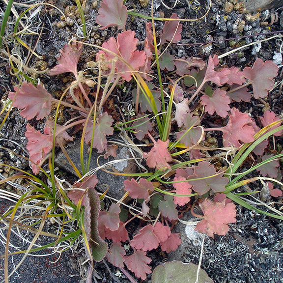 The low-growing Common Alumroot with scalloped, lobed leaves that range from muted green to reddish-pink, forming a dense rosette against a rocky, lichen-covered ground. Fine, dried grass blades and mosses weave through the foliage in this alpine or dry prairie habitat.