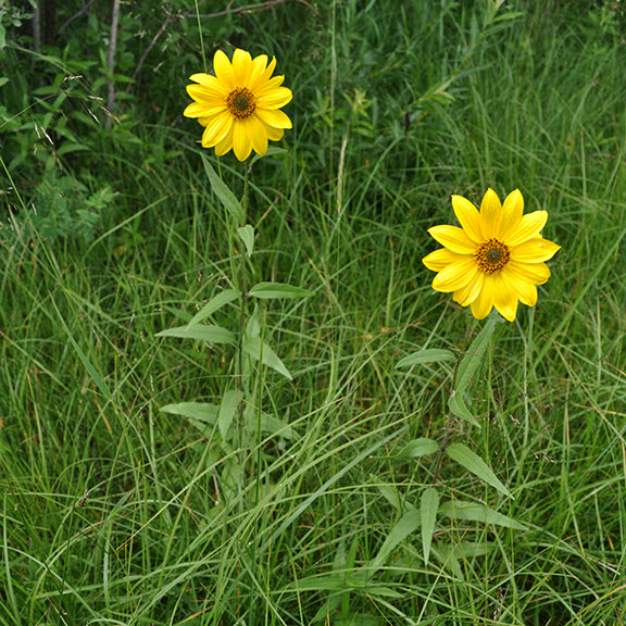 Two Helianthus nuttallii (Common Tall Sunflowers) rising above a sea of lush green grasses, their golden-yellow blooms standing out against the wild prairie landscape. The slender, slightly zigzagging stems support lance-shaped leaves that alternate along their height. The scene captures the sunflower's graceful, upright growth in its natural habitat, swaying gently among the tall grasses.