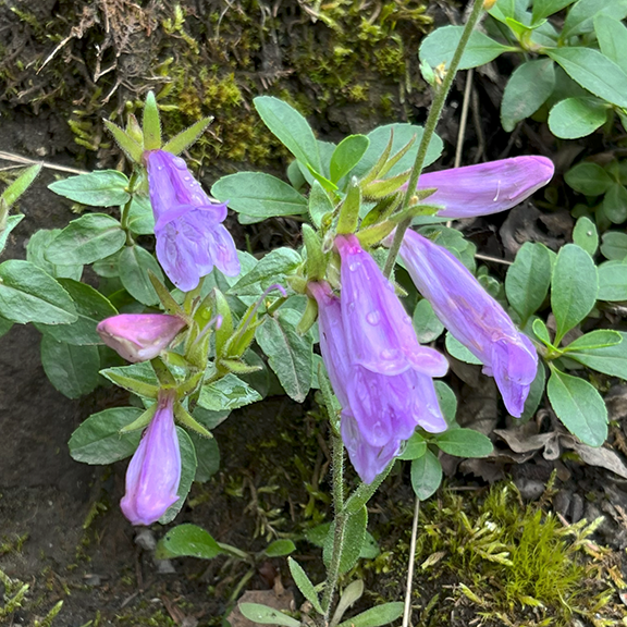 A close-up of Creeping Beardtongue (Penstemon ellipticus) showing delicate tubular flowers in a soft shade of purple, each adorned with raindrops. The flowers emerge from a cluster of green, rounded leaves, with some buds still closed.