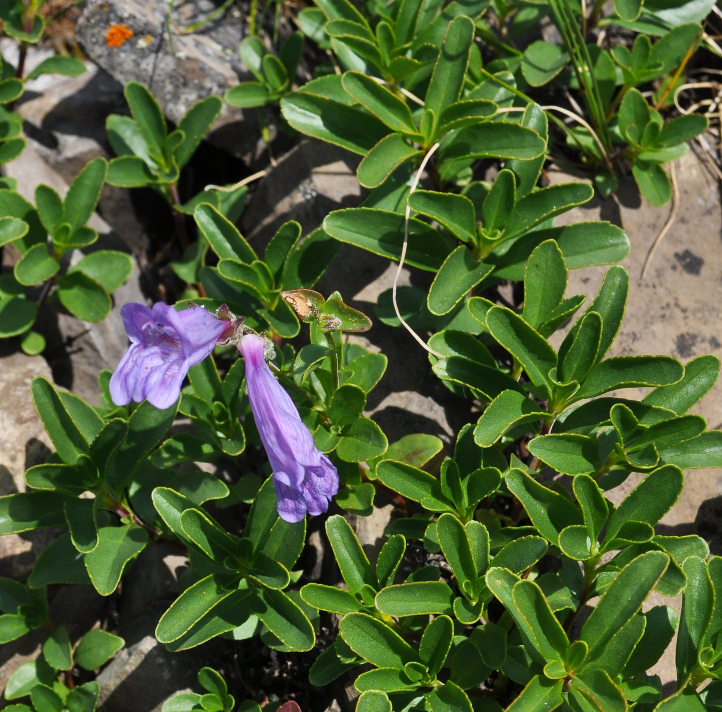 Penstemon ellipticus (Creeping Beardtongue) growing among rocks, with two purple flowers standing out against a backdrop of small, leathery green leaves. The foliage has a glossy surface, edged with a hint of yellow.