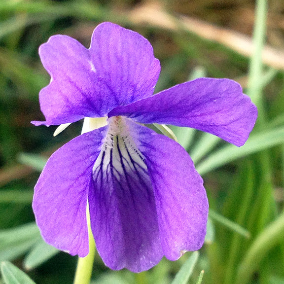 A close-up of a vibrant purple flower of the Crowfoot Violet (Viola pedatifida) shows deeply veined petals with darker streaks leading into the flower's pale center. The background is softly blurred with green foliage, drawing attention to the intricate texture of the bloom.