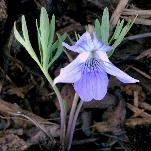 The pale bluish-purple flower of the Crowfoot Violet (Viola pedatifida) stands above finely divided, feathery green leaves. The ground is scattered with dark bark and debris, creating contrast against the delicate blossom and slender stems.