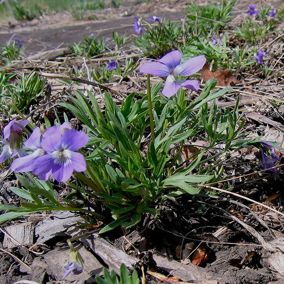 Clusters of Crowfoot Violet (Viola pedatifida) grow low to the ground, with narrow, deeply lobed leaves forming soft mounds around the purple flowers. The plants are scattered across dry, rocky soil, giving a sense of their natural prairie habitat.