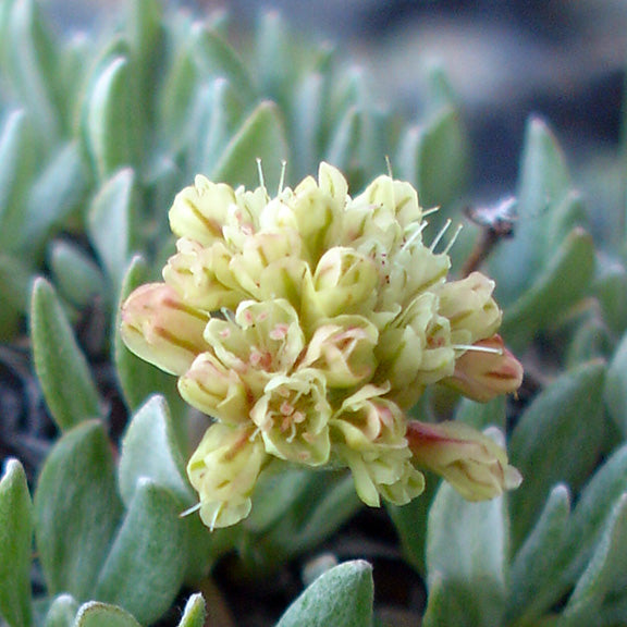 A close-up of the delicate, clustered blooms of Cushion Umbrella Plant (Eriogonum androsaceum), showing pale yellow flowers tinged with pink. These tiny blossoms sit atop a dense mat of silvery-green foliage, built to withstand harsh alpine conditions.
