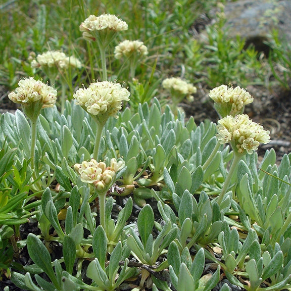 A small patch of Cushion Umbrella Plant (Eriogonum androsaceum) in bloom, its upright stems topped with creamy white flower clusters. The low-growing, fuzzy-leaved foliage forms a dense ground cover, perfect for rocky slopes and well-drained soil.