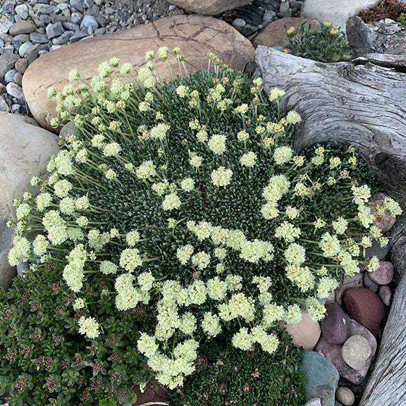 A sprawling cushion of Cushion Umbrella Plant (Eriogonum androsaceum), covered in a sea of soft yellow flower clusters. This drought-tolerant beauty thrives in alpine gardens, offering structure and delicate blooms well into the season.