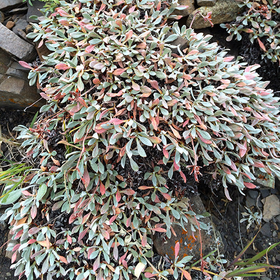 A striking image of Cushion Umbrella Plant (Eriogonum androsaceum) transitioning to autumn, its compact foliage shifting to soft pink, orange and red tones. This evergreen mat provides year-round interest, even as the seasons change.