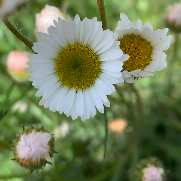 A close-up of Cut-Leaved Fleabane (Erigeron compositus), showing its classic white ray flowers with a golden-yellow center. The delicate petals radiate outward, giving this hardy wildflower a daisy-like charm amid a soft green background.