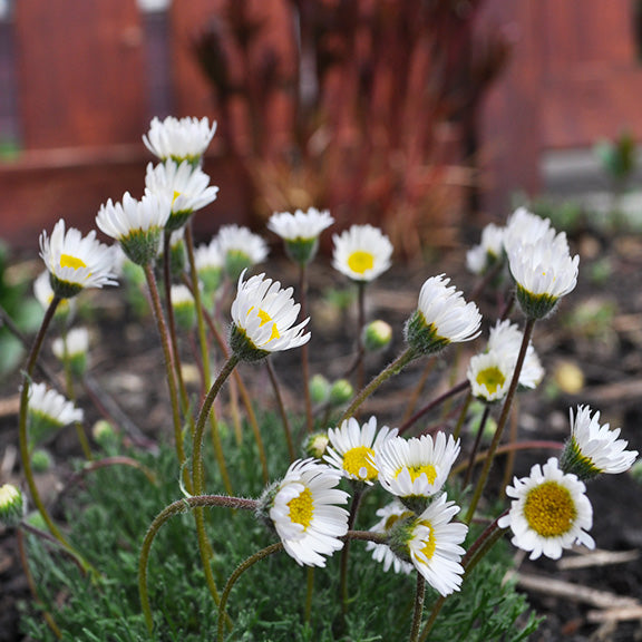 luster of Cut-Leaved Fleabane (Erigeron compositus) in a garden setting, its slender stems topped with white flowers nodding in the breeze. The finely divided, dark green foliage forms a dense, cushion-like mound beneath the blooms.