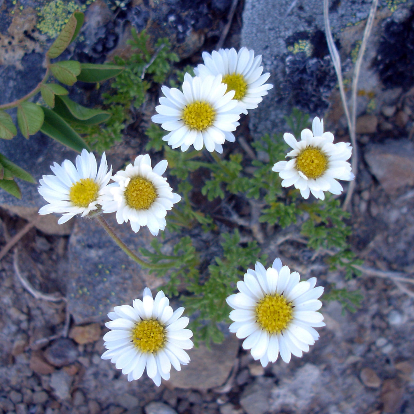 A cluster of Cut-leaf Fleabane (Erigeron compositus) blooms is shown growing in rocky soil. The small, daisy-like flowers have crisp white petals surrounding sunny yellow centers, rising above finely divided, fern-like green leaves. Nestled among stones and lichen, the plant displays its resilience and charm in a high-elevation or alpine setting.