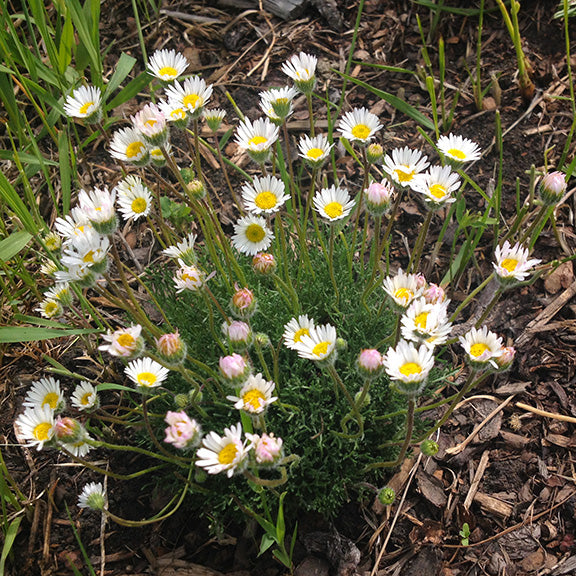 A lush, compact mound of Cut-Leaved Fleabane (Erigeron compositus) in full bloom, with dozens of tiny white flowers dotting its dense, green foliage. Its cheerful blooms contrast beautifully with the surrounding grass and soil, making it a standout in naturalized gardens.