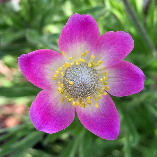 Close-up of a vibrant pink Anemone multifida flower with a pale yellow center and delicate yellow stamens. The soft, velvety petals contrast with the finely divided green foliage in the background.