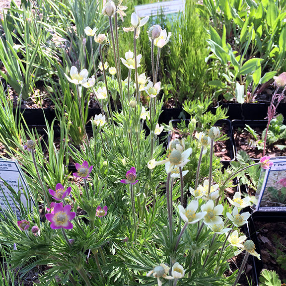 Anemone multifida plants in a nursery, showcasing a mix of white and pink blooms among finely divided green leaves. Other native plants in black pots surround the display, creating a diverse and vibrant garden setting.