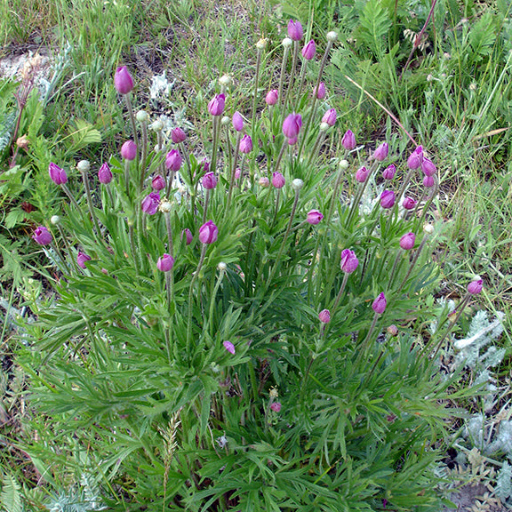 A full Anemone multifida plant in a natural meadow setting, covered in numerous unopened pink flower buds. The finely cut green leaves and tall, slender stems create a striking display of this native wildflower.
