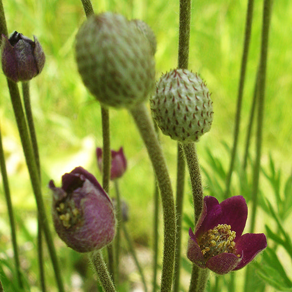 Detailed view of Anemone multifida flowers in various stages of bloom, featuring rich maroon petals alongside developing fuzzy seed heads. The hairy stems and intricate seed structures highlight the plant's unique texture.