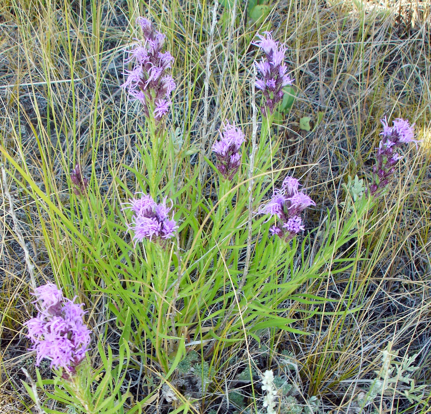 Several flowering stalks with feathery purple blooms stand among mixed grasses and sagebrush, showcasing the plant's adaptability to dry prairie conditions.