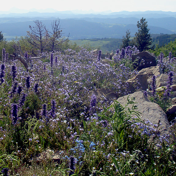 A stunning mountain meadow bursts with purple wildflowers, including clusters of tall, spiky Silky Scorpionweed and delicate blue Showy Jacob Ladder blooms scattered across the rocky slope. Large boulders sit among the flowers, while pine trees frame the edge of the meadow. In the distance, layers of rolling hills and forested valleys stretch toward the hazy blue Rocky Mountains under a bright sky, capturing the beauty of this high-elevation natural setting.