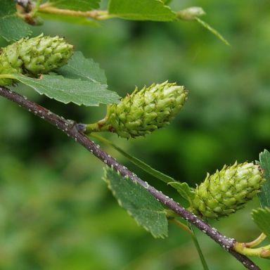 A close-up of Betula glandulosa (Dwarf Birch) showcasing small, green, cone-like seed structures along a reddish-brown branch. The leaves are small, round, serrated, and bright green, with a blurred green background of foliage.