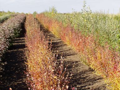 A field of Betula glandulosa (Dwarf Birch) shrubs in organized rows, displaying autumn colors ranging from golden yellow to deep red. The soil between the rows is exposed, and taller trees can be seen in the distance under a clear sky.