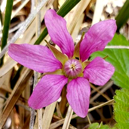 The bright magenta-pink flower of the Dwarf Raspberry (Rubus arcticus) stands out against the dry grass and straw-like groundcover. Five narrow, slightly crinkled petals spread wide around a small, pale center, giving this low-growing northern plant a delicate but striking appearance.