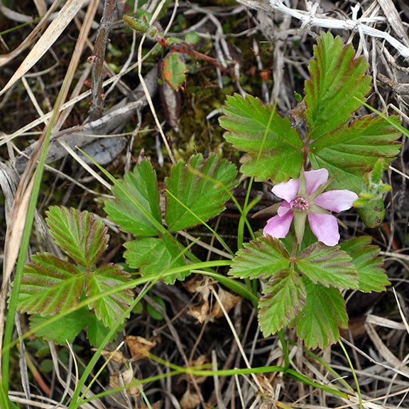Nestled among three-part, toothed green leaves, a pale pink bloom of the Dwarf Raspberry (Rubus arcticus) emerges at ground level. The flower looks soft and papery, while the surrounding leaves form a neat, low mat of jagged-edged foliage that hugs the earth.