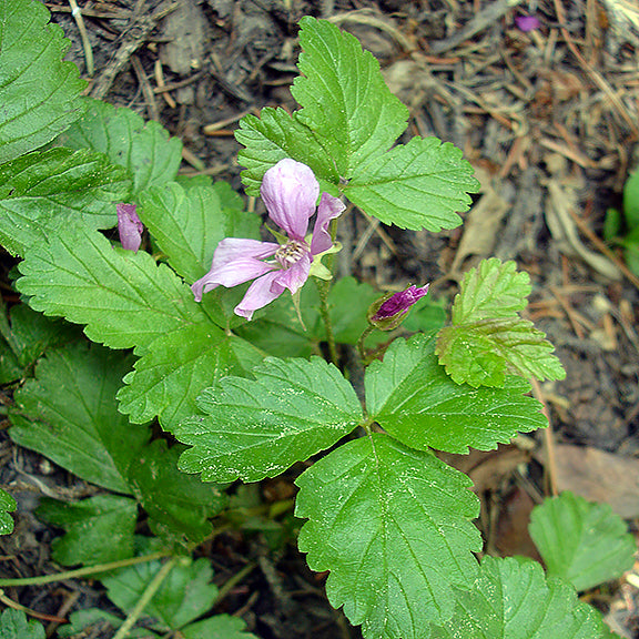 A cluster of rich green leaves surrounds the light pink, slightly drooping flower of the Dwarf Raspberry (Rubus arcticus). The serrated leaflets resemble those of a strawberry, while nearby purple buds hint at more flowers ready to open in this shady forest floor setting.