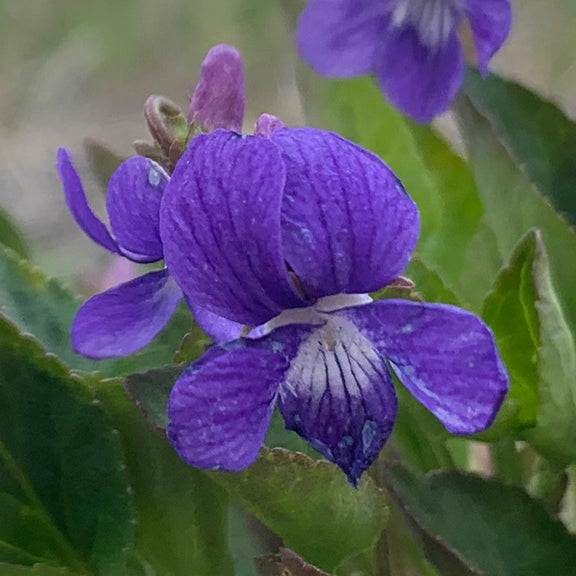 A close-up of a single Early Blue Violet (Viola adunca) bloom, showcasing its deep purple petals with delicate veins leading to a pale center. The flower's distinctive spur curves upward at the back, while its fuzzy lower petal has white and dark markings that guide pollinators. The surrounding green foliage provides contrast to the vivid bloom.