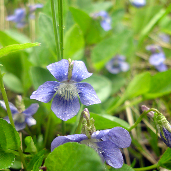 A softly lit cluster of Early Blue Violet (Viola adunca) flowers, glistening with raindrops. The delicate blue-violet petals appear slightly translucent, with darker purple veins accentuating their form. The background consists of blurred green leaves and stems, emphasizing the intricate details of the flower in the foreground.