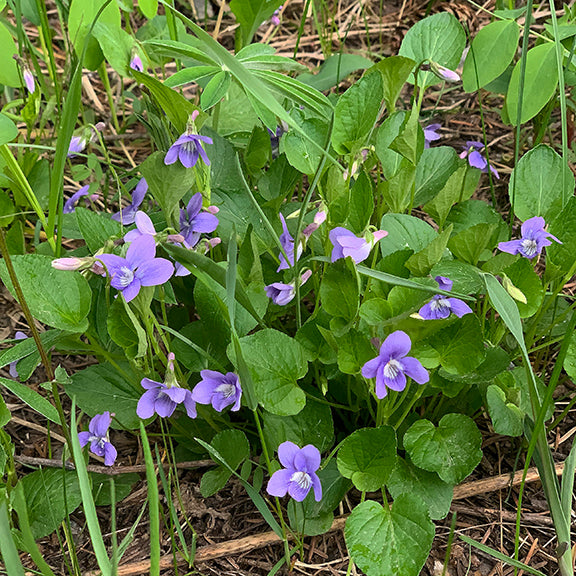 A group of Viola adunca plants growing in a lush, grassy habitat, their violet flowers nestled among heart-shaped green leaves. The blooms are scattered throughout the frame, with some flowers fully open while others remain in bud form. This image highlights the plant's low, spreading growth habit in its natural setting.