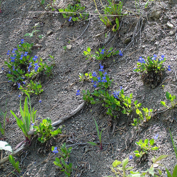 A rugged, dry slope dotted with patches of Early Blue Violet(Viola adunca) plants, their bright blue-violet flowers contrasting against the sandy soil. The plants appear well-spaced, clinging to the rocky terrain with their dense green foliage.