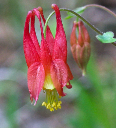 Close-up of an Aquilegia canadensis (Eastern Red Columbine) flower with delicate red and yellow petals, long curved spurs, and bright yellow stamens. A second flower bud is visible in the background, highlighting the plant’s unique nodding bloom structure.