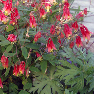 A lush cluster of Aquilegia canadensis (Eastern Red Columbine) in full bloom, with multiple red and yellow flowers hanging gracefully from thin stems. The deeply lobed green foliage adds texture, creating a vibrant display in a garden setting.