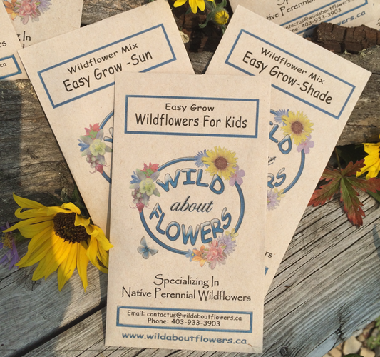 A collection of Wild About Flowers seed packets is artfully arranged on a weathered wooden surface, accented by a bright yellow Rudbeckia bloom. Each packet features charming illustrations of native wildflowers and playful titles like "Easy Grow Wildflowers For Kids", "Wildflower Mix Easy Grow - Sun", and "Wildflower Mix Easy Grow - Shade". These inviting packages reflect a fun, approachable way to connect kids and gardeners of all ages with native perennial wildflowers.
