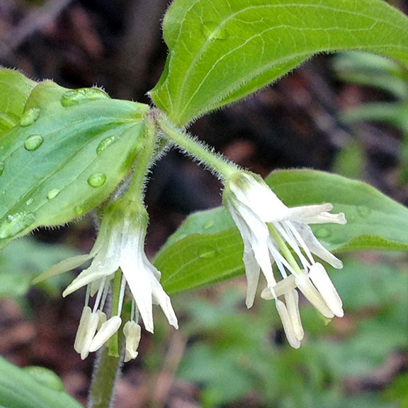 A close-up view of the delicate, creamy white, bell-shaped flowers of Prosartes trachycarpa (Rough-Fruited Fairybells), hanging gracefully in pairs beneath vibrant green leaves. The fine hairs along the stems and leaves catch the light, and raindrops glisten on the foliage, highlighting the woodland plant’s subtle beauty.