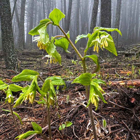 Prosartes trachycarpa (Rough-Fruited Fairybells) stands tall in a misty forest scene, its clusters of pale, dangling flowers barely brighter than the damp, shaded understory. The sturdy, slightly hairy stems support drooping green leaves and the distinctive white flowers, creating a quiet but striking presence in the moody woodland.