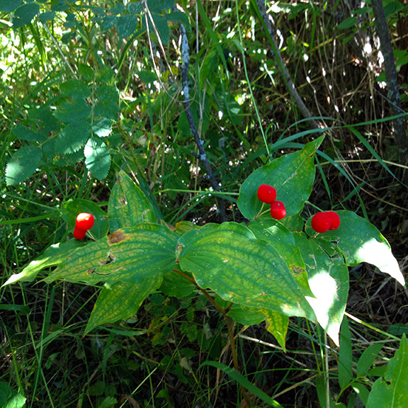 Prosartes trachycarpa (Rough-Fruited Fairybells) in its fruiting stage, nestled among dense green vegetation. The bright red berries gleam in the dappled sunlight, scattered across the tops of broad leaves. Some leaves show signs of aging with patches of yellow, giving the scene a rich, late-season woodland feel.