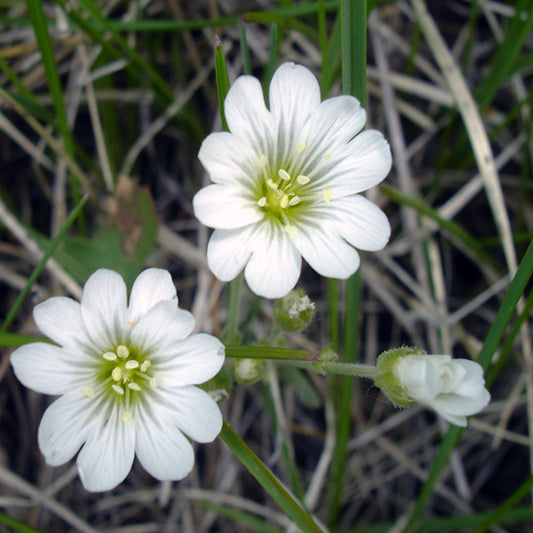 A detailed close-up of Cerastium arvense (Field Chickweed) flowers with delicate white petals and bright yellow-green centers. The flowers are set against a background of dried grass and green foliage, highlighting their fine details and soft texture.