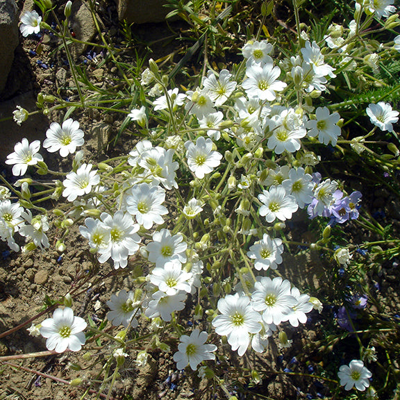A dense mat of Cerastium arvense (Field Chickweed) covered in small white flowers, spreading across dry, rocky soil. The plant's sprawling growth habit creates a lush carpet of blossoms, with unopened buds adding depth to the scene.