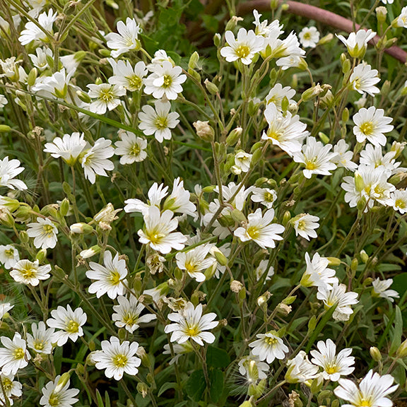 A thick cluster of Cerastium arvense (Field Chickweed) in full bloom, with numerous white flowers densely packed among green stems and leaves. The plant's delicate yet prolific flowering creates a striking contrast against the lush meadow background.
