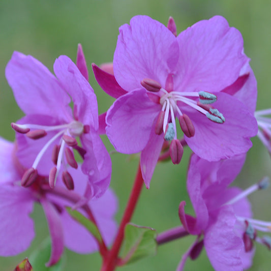 A close-up of Chamaenerion angustifolium (Fireweed) flowers, showing vivid pink-purple petals and prominent white and dark pink stamens. The intricate details of the pollen-covered anthers and delicate veins in the petals are highlighted against a soft green background.