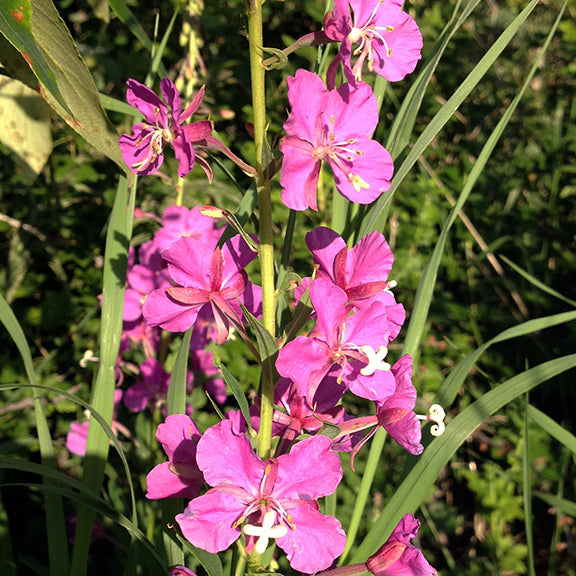 A tall spike of Chamaenerion angustifolium (Fireweed) with multiple pink flowers arranged along the stem, growing among grasses and other vegetation. The sunlight accentuates the bright blooms, making them stand out against the green background.