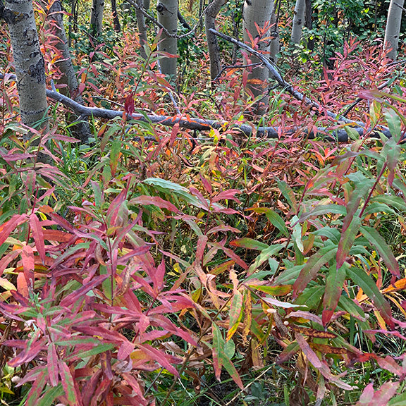 A dense patch of Chamaenerion angustifolium (Fireweed) in its autumn phase, with slender leaves turning shades of red, orange, and yellow. The plants grow beneath aspen trees, creating a striking contrast between the warm foliage and the cool, gray tree trunks.