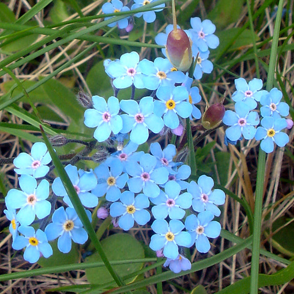 A dense cluster of sky-blue flowers of Forget-Me-Nots (Myosotis asiatica) spreads across the ground, each bloom featuring a bright yellow center. Fine hairs cover the stems and buds, while the tiny blossoms weave through the surrounding grasses.