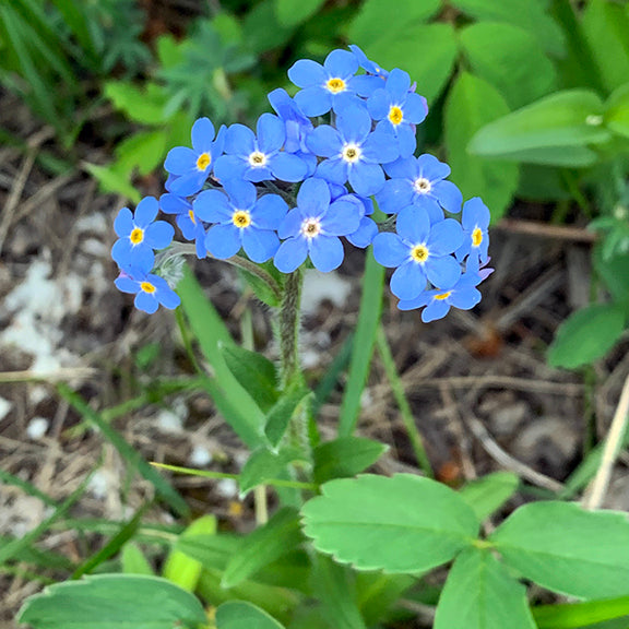 A single, upright stem of Forget-Me-Nots (Myosotis asiatica) showcases a tight cluster of delicate blue flowers with golden centers. The plant's fuzzy, lance-shaped leaves contrast against the leafy green backdrop of a shaded forest floor.