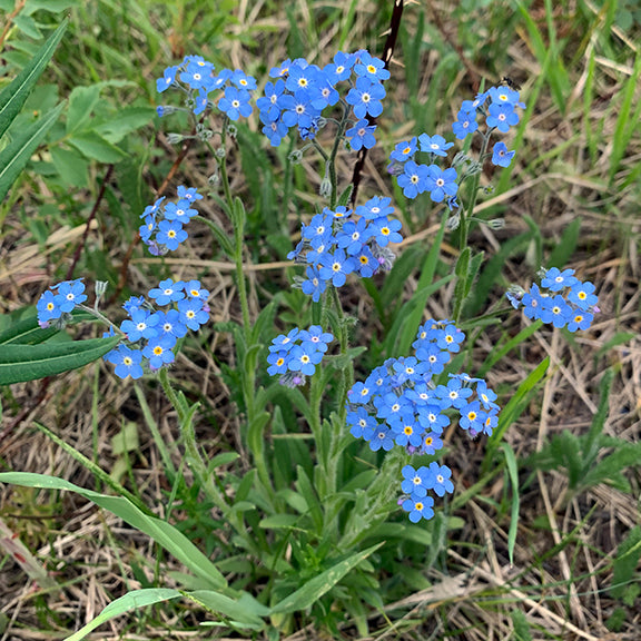 A sprawling group of Forget-Me-Nots (Myosotis asiatica) fills a sunlit meadow, their dainty blue flowers standing out against the mix of grasses and other wild plants. The airy, branching stems hold clusters of blooms that dance in the breeze.
