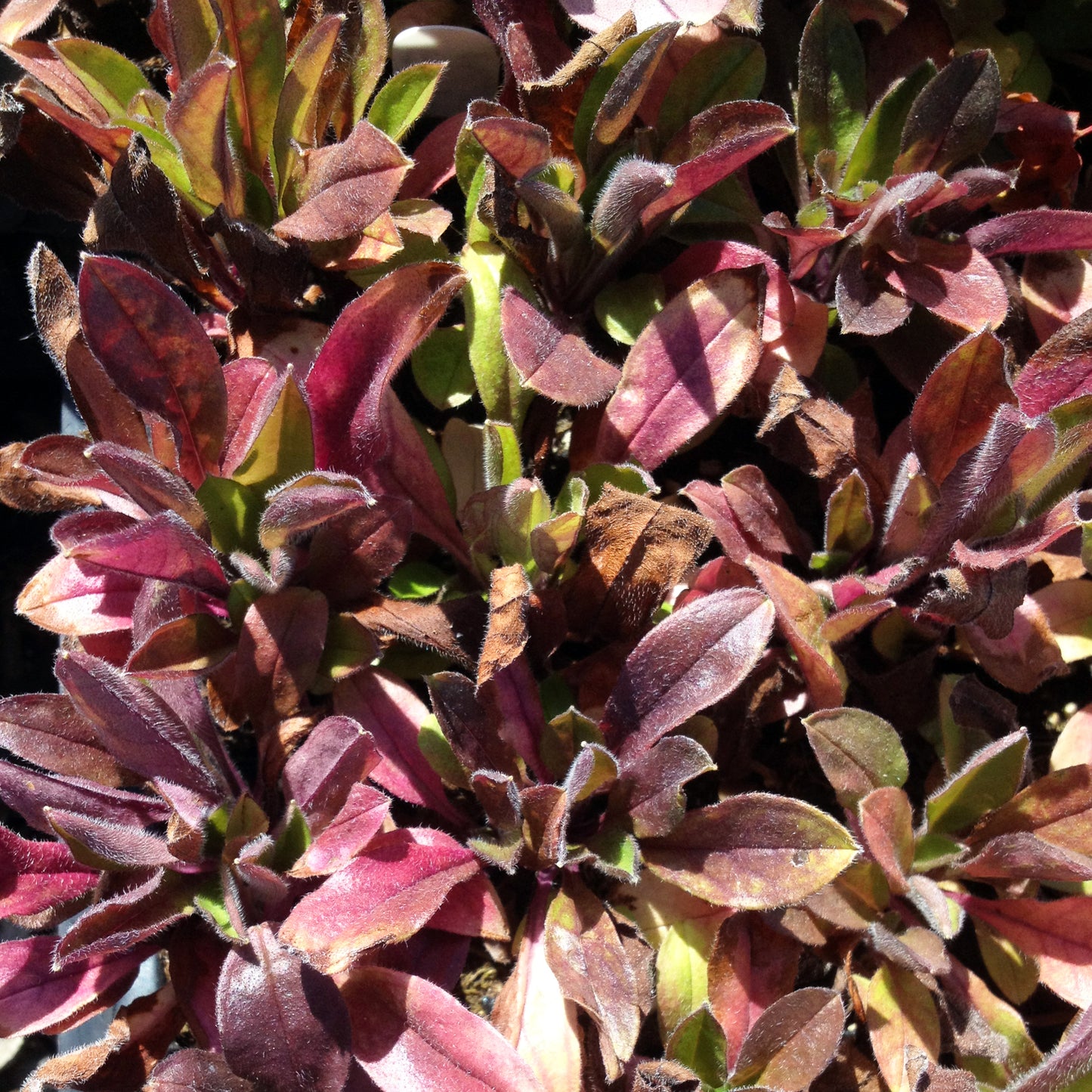 The foliage of Forget-Me-Nots (Myosotis asiatica) turns rich shades of burgundy and deep purple in the autumn sun. The soft, fuzzy leaves catch the light, creating a striking contrast of warm and cool hues.