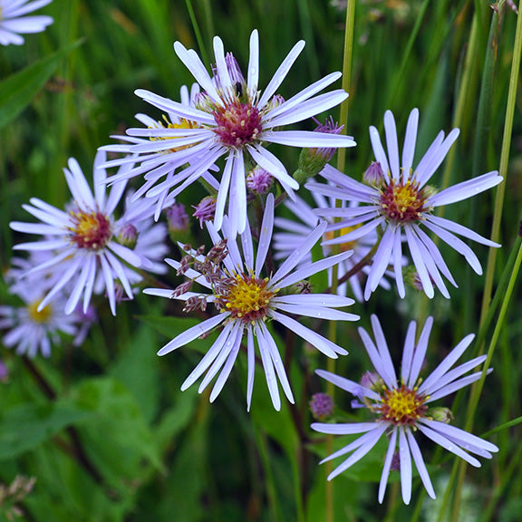 A close-up view of Symphyotrichum ciliolatum (Fringed Aster), showcasing its delicate, pale lavender-blue petals radiating around a bright golden-yellow center. The long, narrow petals appear slightly curled at the tips, with a deeper purple hue at their base. The flower heads are clustered together, with tiny buds and emerging blooms interspersed among them, while fine bristles and dried seed heads add texture to the image.