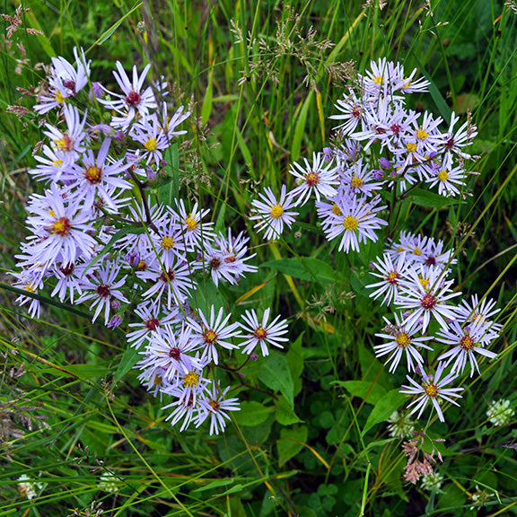 A vibrant patch of Fringed Aster (Symphyotrichum ciliolatum) in full bloom, standing among lush green grasses. The numerous flower heads, each with star-like lavender petals and golden centers, create a soft yet striking display. The plant's slender, slightly reddish stems arch outward, supporting the abundant blossoms as they intermingle with the surrounding foliage.