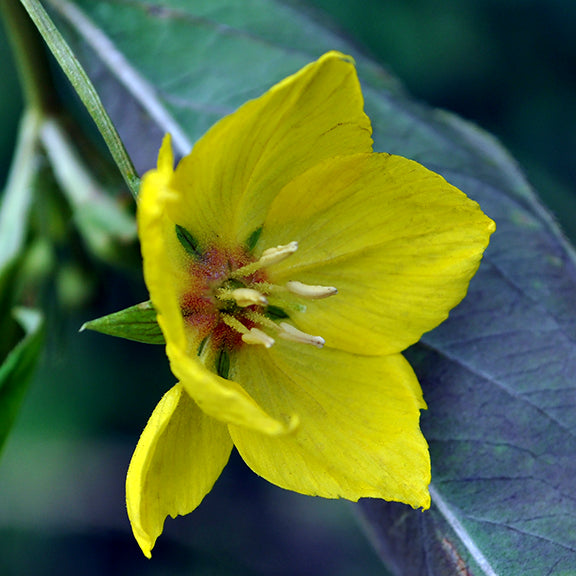 A single golden-yellow bloom with five delicate petals radiating from a central green core, with fine reddish hairs at its base. The flower’s slightly ruffled edges contrast against the deep green leaves in the background.