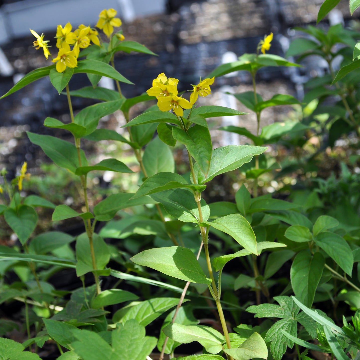 Tall, slender stems topped with clusters of bright yellow flowers rise above a bed of lush green leaves. The plants stand upright, bathed in dappled sunlight.